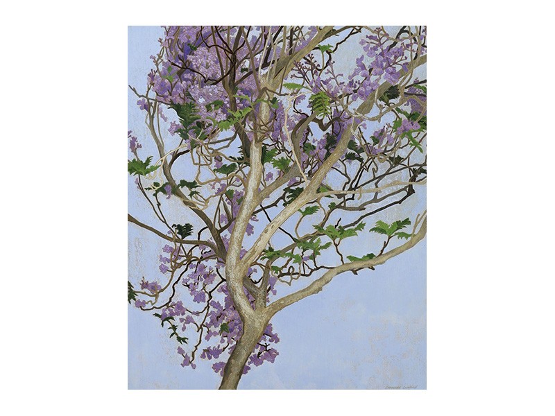 Cressida Campbell (Australian, 1960-), Jacaranda in full blossom