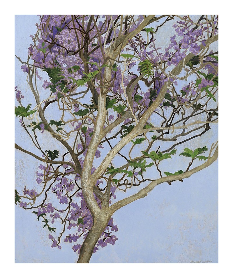 Cressida-Campbell, Jacaranda in full bloom